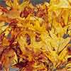 Oak Leaves - Brownstone - 25 1lb Bundles