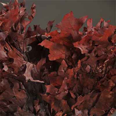 Oak Leaves - Chocolate - 25 1 lb Bundles