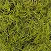Chartreuse Spanish Moss