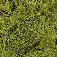Chartreuse Spanish Moss