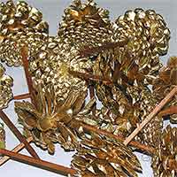 Pinecones Austriaca Goldleaf on Pick 100