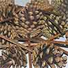 Pinecones Austriaca Natural on Pick 100