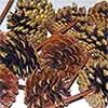 Pinecones Austriaca Varnished on Pick 100