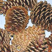 Pinecones Varnished 3-4 inches 100 Cones