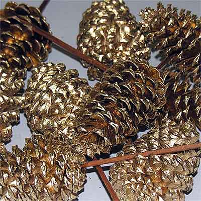 Pinecones Goldeaf 3-4 inches on PIcks 100 Cones