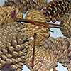Pinecones Natural 3-4 inches on PIcks 100 Cones