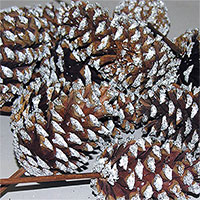 Pinecones Frosted 3-4 inches on PIcks 100 Cones