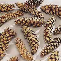 Pinecones White Pine Strobus 300 Cones