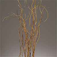 Natural Curly Willow, 3-4 Feet, 144 Branches