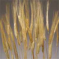 Dried Golden Wheat Stalks 20 Bundles Wholesale
