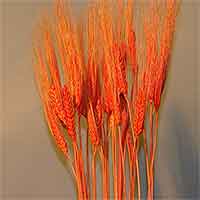 Triticum Wheat Bundles Orange 20 Bundles Wholesale