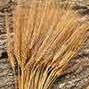 Triticum Wheat Bundles Rust 20 Bundles Wholesale