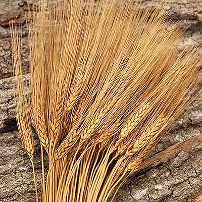 Triticum Wheat Bundles Rust 20 Bundles Wholesale