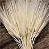 Triticum Wheat Bundles Bleached 20 Bundles Wholesale