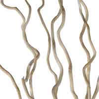 Corkscrew Willow Branches Bleached 12 Bundles