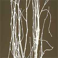 White Birch Branches, 20 Bundles