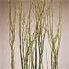 Birch Branches, Mosscoat, 20 Bundles