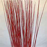 Asian Wilow Branches, Red, 8 Bundles