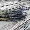 French Dried Lavender, 16 Bunches