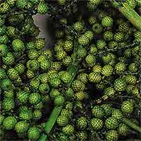 Canella Berries, 12 Bags, Green