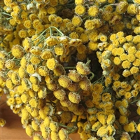 Dried Tansy Flowers, 20 Bundles