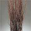 Birch Branches, 300 Branches, Natural