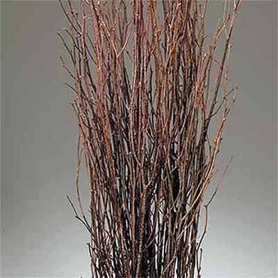 Birch Branches, 300 Branches, Natural