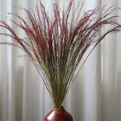 Red Silk Grass, 40 Bunches