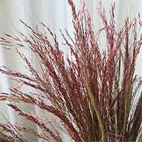 Red Silk Grass, 10 Bunches