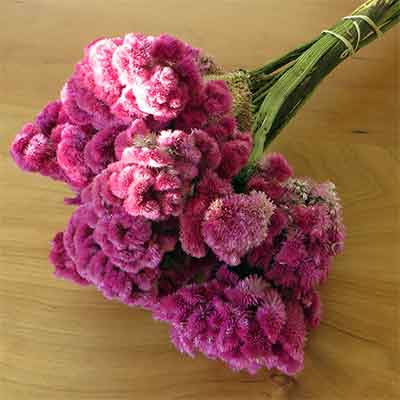 Pink Dried Cockscomb, 15 Bunches