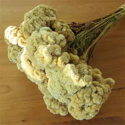 Buff Dried Cockscomb, 15 Bunches