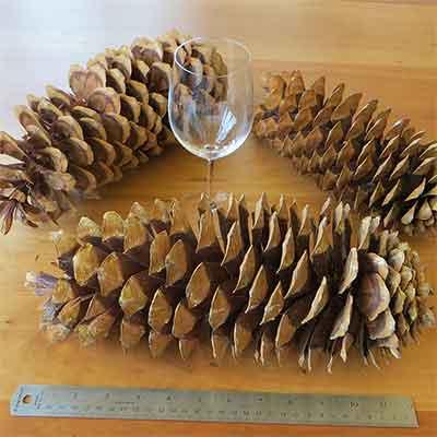Sugar Pine Cones, 10 Cones, 10-17"