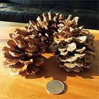 Ponderosa Pinecones, 250 Cones, 2-4"