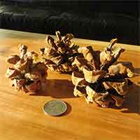 Pinyon Pine Cones, 150 Cones, 2-3"