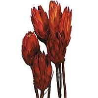 Protea Repens, 12 Bunches, Red