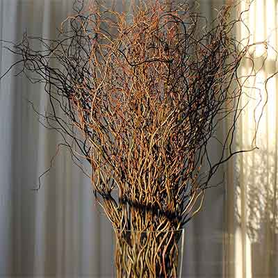 Fresh Curly Willow Branches, 100, Green