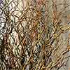 Fresh Curly Willow Branches, 4-5 feet, Green