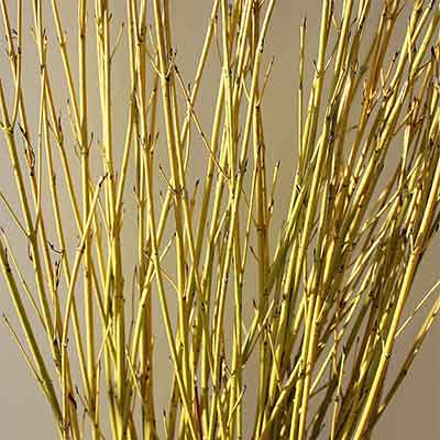 Yellow Dogwood Branches, 20 Bundles, 2-3'