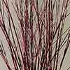Red Dogwood Branches, 20 Bundles, 2-3'