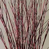 Red Dogwood Branches, 20 Bundles, 2-3'