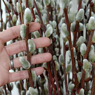 Pussy Willow Branches, 5-6', 100 Branches
