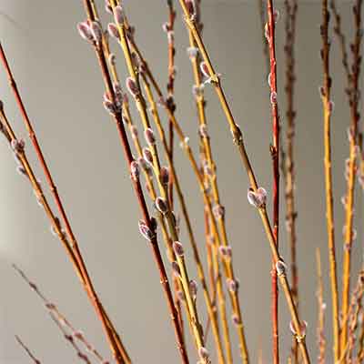 Prairie Willow Branches, 4-5', 120 Branches