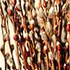 Pussy Willow Branches, 200 Stems, 1.5-2.5'
