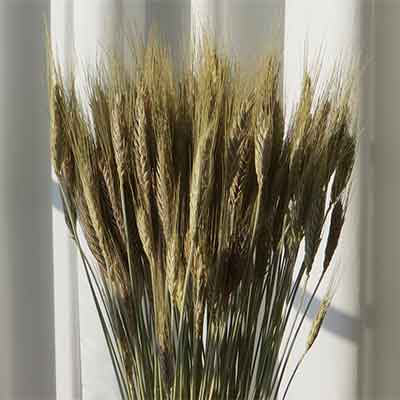 Dried Bearded Triticale, 20 Bunches