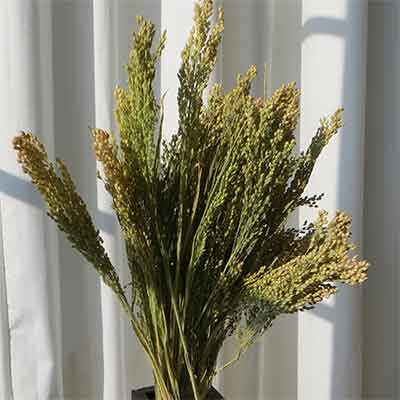 Canary Grass, 30 Bunches