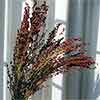 Red Broomcorn, 40 Bunches