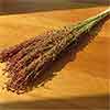 Red Broomcorn, 10 Bunches
