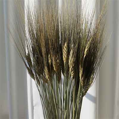 Black Beard Wheat, 25 Bundles, Green Stem