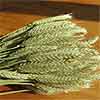 Green Beardless Triticale, 20 Bunches