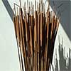 Dried Cattails, 10 Bunches, Light Brown